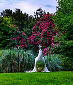 White peacock in the botanical garden of Isola Madre, Lake Maggiore, Borromean Islands, Italy