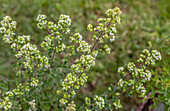 Hardy marjoram plant with flowers (Origanum x majoricum)