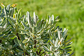 Honey Sage (Salvia nevadensis) plant
