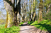 Inzigkofen, avenue of linden trees between Vorderem and Hinterem Park in the Princely Park of Inzigkofen, in the Swabian Jura, Baden-Württemberg, Germany