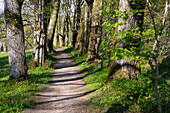 Inzigkofen, avenue of linden trees between Vorderem and Hinterem Park in the Princely Park of Inzigkofen, in the Swabian Jura, Baden-Württemberg, Germany