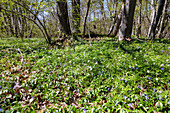 Wald mit blühenden Buschwindröschen und Blaustern beim Rauhen Stein, Naturpark Obere Donau in der Schwäbischen Alb, Baden-Württemberg, Deutschland