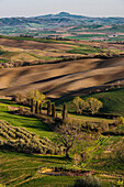 Landscape at San Quirico d'Orcia, Val d'Orcia, Province of Siena, Tuscany, Italy, UNESCO World Heritage