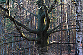 Gnarled tree, Elbe Sandstone Mountains, Gohrisch, Saxony, Germany