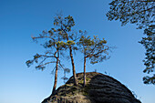 Three weather pines, Bastei, Elbe Sandstone Mountains, Rathen, Saxony, Germany