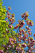 Japanese cherry blossoms, Japanese ornamental cherries, Magdeburg, Saxony-Anhalt, Germany