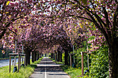 Japanische Kirschblüten, japanische Zierkirschen, Magdeburg, Sachsen-Anhalt, Deutschland