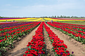 Tulips, tulip field, Schwaneberg, Saxony-Anhalt, Germany