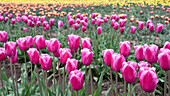 Tulips, tulip field, Schwaneberg, Saxony-Anhalt, Germany