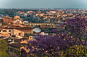 Baumblüte, Blick auf Brücke Ponte Vecchio, Fluss Arno, Skyline, Stadtpanorama Florenz vom Piazzale Michelangelo, Toskana, Italien, Europa