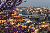 Tree blossom, view of Ponte Vecchio bridge, Arno river, skyline, Florence city panorama from Piazzale Michelangelo, Tuscany, Italy, Europe