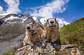 Alpines Murmeltier (Marmota marmota) Paar, Nationalpark Hohe Tauern, Österreich
