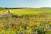 Field at the Teufelsmauer near Weddersleben, Thale, Harz, Saxony-Anhalt, Germany