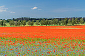 Poppy field, Blankenburg, Harz, Saxony-Anhalt, Germany