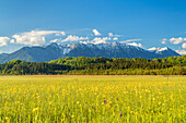 View from the Murnauer Moos to the Ester Mountains, Murnau, Upper Bavaria, Bavaria, Germany