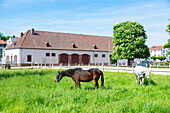 Landgestüt und Pferde in Zweibrücken, Rheinland-Pfalz, Deutschland