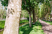 Four-row avenue of plane trees along the Schwarzbach between the state stud farm and the rose garden in Zweibrücken, Rhineland-Palatinate, Germany