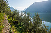 Olive trees by the lake, Sentiero dellolivo, Gandria, Lugano, Lake Lugano, Lago di Lugano, Ticino, Switzerland
