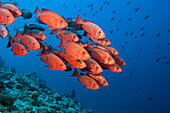 Flock of Reef Bigeyes, Priacanthus hamrur, North Male Atoll, Indian Ocean, Maldives