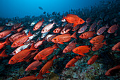 Flock of Reef Bigeyes, Priacanthus hamrur, North Male Atoll, Indian Ocean, Maldives