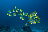 Schwarm Orientalische Süßlippen, Plectorhinchus vittatus, Nord Ari Atoll, Indischer Ozean, Malediven