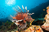 Indischer Rotfeuerfisch, Pterois Miles, Felidhu Atoll, Indischer Ozean, Malediven