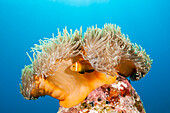 Malediven-Anemonenfische, Amphiprion nigripes, Felidhu Atoll, Indischer Ozean, Malediven
