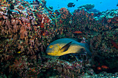 Gelbaugen-Schnapper, Macolor macularis, Süd Male Atoll, Indischer Ozean, Malediven