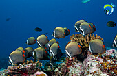 Schwarm Halsband-Falterfische, Chaetodon collare, Sued Male Atoll, Indischer Ozean, Malediven