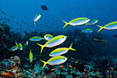 Flock of Yellow-backed Fusiliers, Caesio teres, North Male Atoll, Indian Ocean, Maldives
