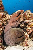 Pair of giant moray eels, Gymnothorax javanicus, North Male Atoll, Indian Ocean, Maldives