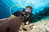 Diver and giant moray eel, Gymnothorax javanicus, North Male Atoll, Indian Ocean, Maldives