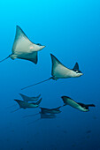 Gruppe Adlerrochen, Aetobatus narinari, Felidhu Atoll, Indischer Ozean, Malediven