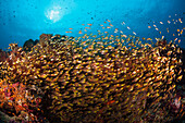 Glasfische bilden Schwarm, Nord Ari Atoll, Indischer Ozean, Malediven