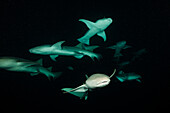Nurse sharks at night, Nebrius ferrugineus, Felidhu Atoll, Indian Ocean, Maldives