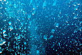 Aufsteigende Luftblasen, Felidhu Atoll, Indischer Ozean, Malediven