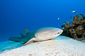 Nurse shark, Nebrius ferrugineus, Felidhu Atoll, Indian Ocean, Maldives