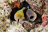Yellow-spotted moray eel and giant moray eel, Gymnothorax flavimarginatus, Gymnothorax javanicus, North Male Atoll, Indian Ocean, Maldives