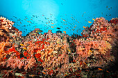 Buntes Korallenriff, Nord Male Atoll, Indischer Ozean, Malediven