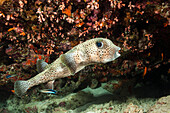 Igelfisch mit Putzerfischen, Diodon hystrix, Nord Male Atoll, Indischer Ozean, Malediven