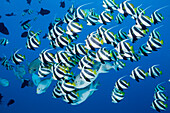 Shoal of Bannerfish, Heniochus diphreutes, North Male Atoll, Indian Ocean, Maldives