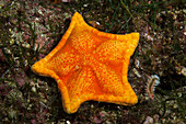 Pentagon Starfish, Asterina gibbosa, Vis Island, Mediterranean Sea, Croatia