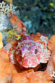 Lesser Red Scorpionfish, Scorpaena notata, Vis Island, Mediterranean Sea, Croatia