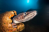 Conger conger and brown moray eel at Teti wreck, Conger conger, Vis island, Mediterranean Sea, Croatia