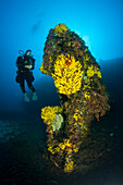 Divers at Vassilios Wreck, Vis Island, Mediterranean Sea, Croatia