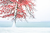 Tree in red autumn colors in winter at Lake Starnberg, Bavaria, Germany