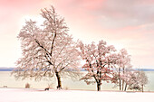 Wintermorgen am Starnberger See, Tutzing, Deutschland