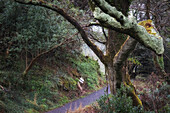 Großer Baum steht am Waldweg. Ast ragt ins Bild. Disert, Killaconenagh, County Cork, Irland.