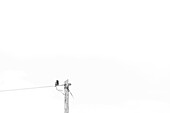 Single bird on power line. Lots of free space. minimalistic. Inch Beach, County Kerry, Ireland.