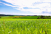 Felder- und Hügellandschaft mit Kornblumen bei Baumgarten, Gemeinde Nandlstadt mit Blick auf Tölzkirchen in Oberbayern, Bayern, Deutschland